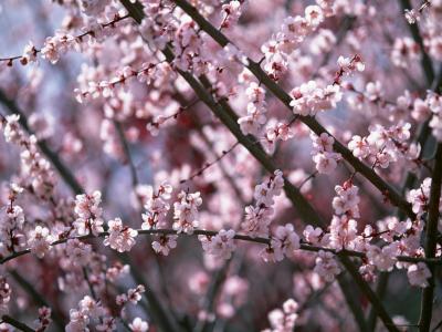 开花的树，春天新鲜，粉红色的颜色