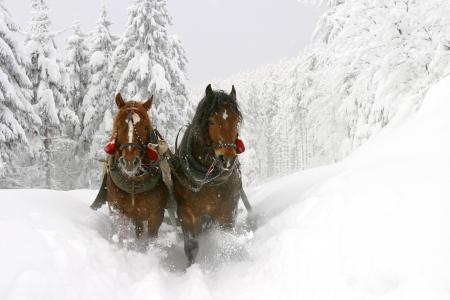 马，冬天，雪，两个，动物