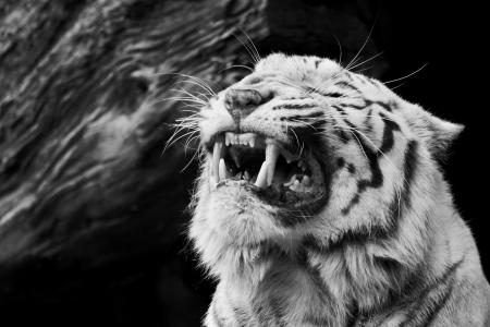 白虎，愤怒，愤怒，咧嘴笑