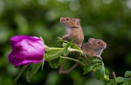动物，动物，啮齿动物，老鼠，夫妇，老鼠，花，玫瑰