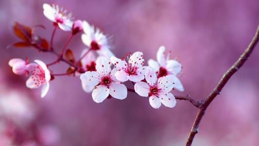 鲜花，樱桃，分支机构，宏，树，性质，春天，背景，紫罗兰