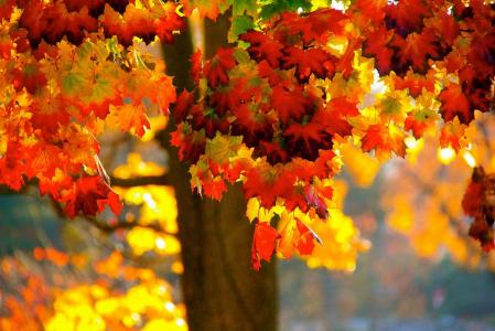 自然，秋天，树，枫叶