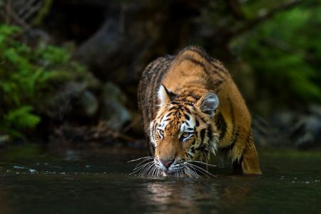 Patrik Stanek，动物，捕食者，老虎，池塘