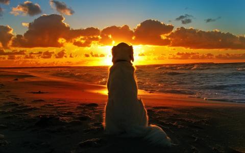 海，狗，日落，朋友，美丽