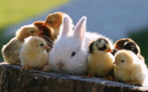 动物，兔子，小鸡，鸡，树桩