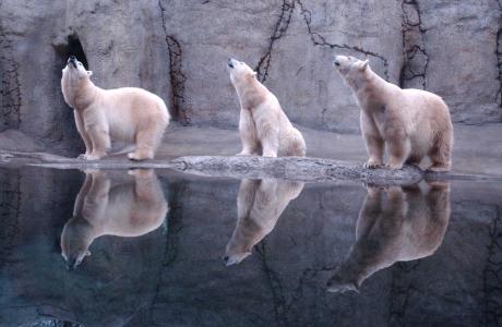 熊，极地，水，冰，雪