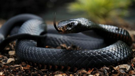 蛇，黑色，危险，自然，语言，眼睛