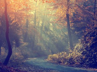 秋天，早上，树木，森林，雾，路