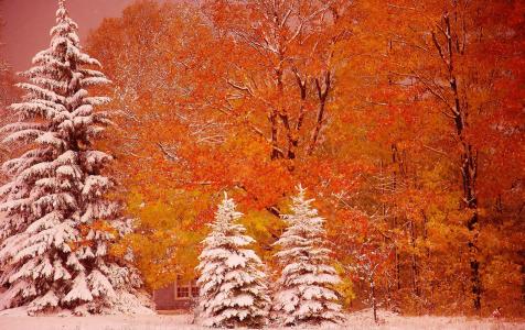 密歇根州Munizing，秋天，树木
