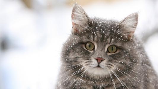 雪，毛茸茸的猫，迷人的眼睛