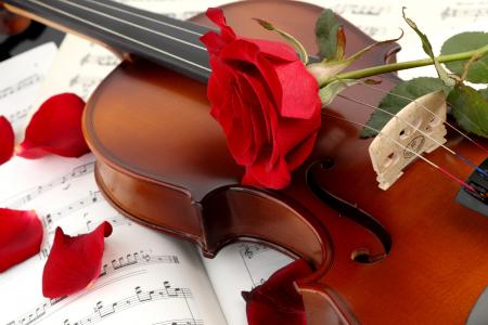 红色，花卉，小提琴，玫瑰，乐谱，花瓣