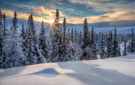 日落，冬天，雪，随风飘飞的雪，树，景观