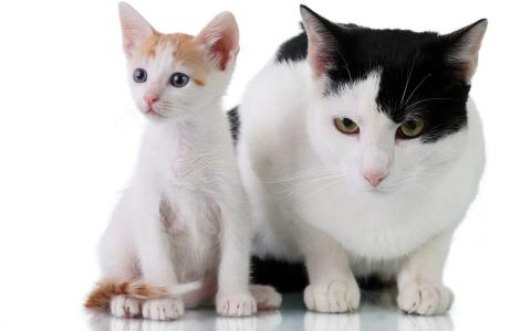 猫和小猫，白色外套，五颜六色的斑点