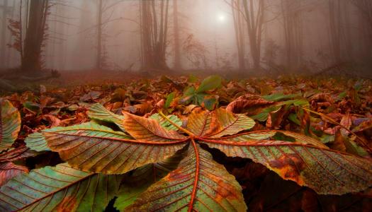 秋天，叶子，树木，雾，森林