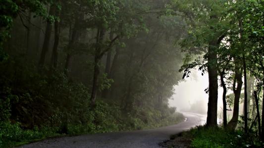 森林，雾，路