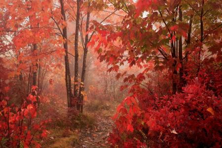 森林，树木，秋天
