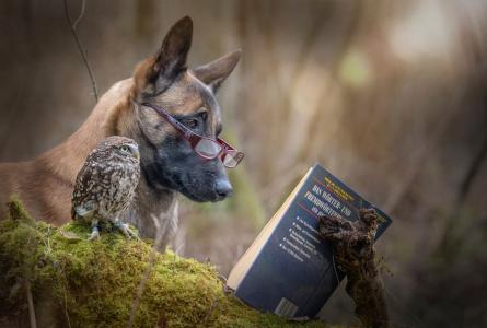 狗，猫头鹰，书，读书，朋友