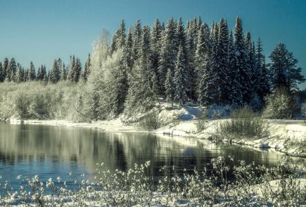第一场雪，冷杉，反射，索伊娃河，科米，费多托夫谢尔盖