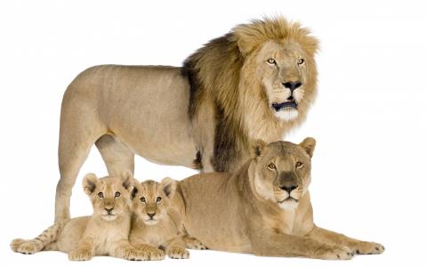狮子，家庭，大猫，野生
