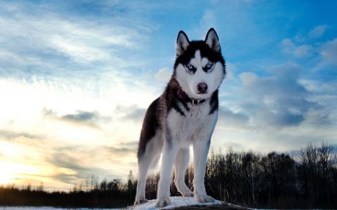 哈士奇，狗，照片，大自然，冬天，美丽
