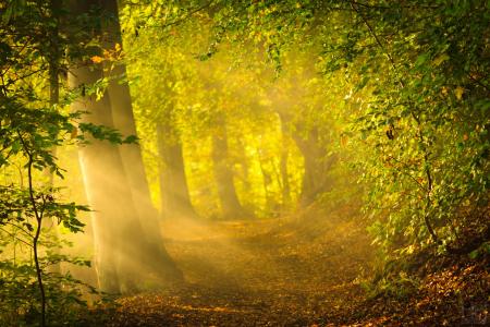 森林，初秋，早晨，性质，太阳，光线