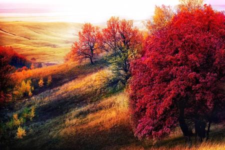 秋天的颜色，美丽的秋景的骚乱