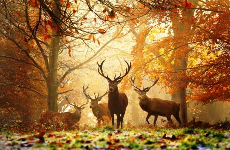 秋天的森林，鹿。