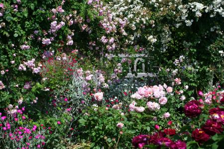 英格兰，花园，玫瑰，许多，鲜花
