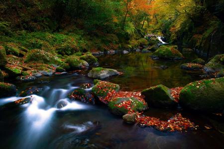 石头，秋天，叶子，森林，性质，流，河