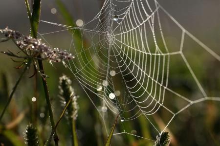 蜘蛛网，露水，植物，宏观，美容