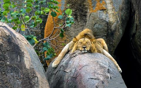 壁纸动物，狮子，岩石，睡着了。