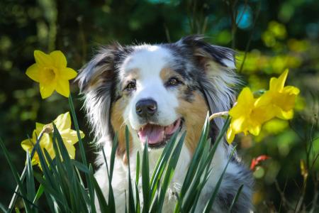 动物，狗，狗，性质，鲜花，水仙花，春天