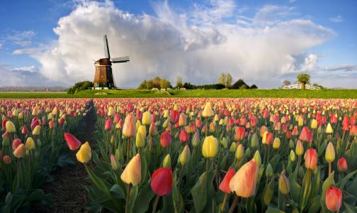 荷兰，字段，种植园，鲜花，郁金香，轧机