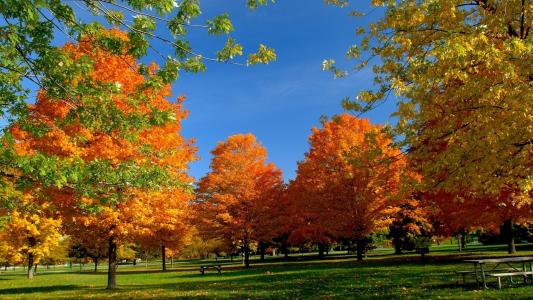 秋天，公园，树木，草，天空，表，店，美容