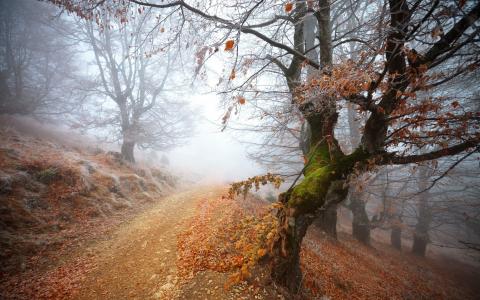 森林，叶子，雾，秋天，道路，树木