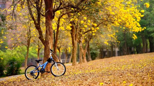 胡同，树木，自行车，秋天，叶子，美女