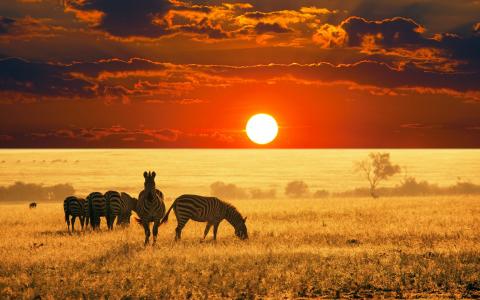 野生动物园，非洲日落，斑马，美丽的天空