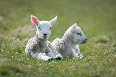 羊羔，两只，白色，羊