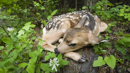 新生小鹿，Siuslaw国家森林，俄勒冈州