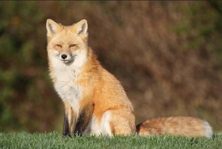 狐狸，美女，背景，绿党