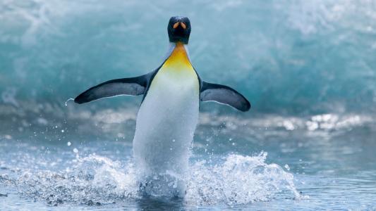 海，企鹅，在水面上奔跑
