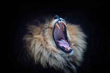 狮子，捕食者，黑暗的背景
