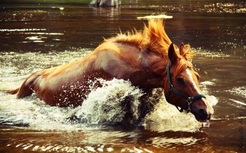 马，水出来，厚厚的鬃毛，棕色的颜色