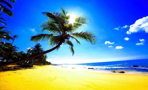 沙滩，沙滩，棕榈树，阳光，眩光，海洋，热带地区