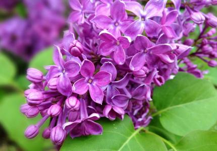 丁香，花，春天，紫罗兰，叶子