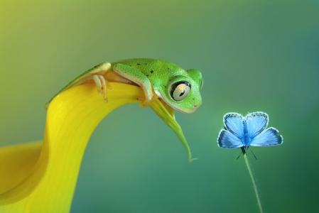 好奇心，青蛙，蝴蝶，叶，性质