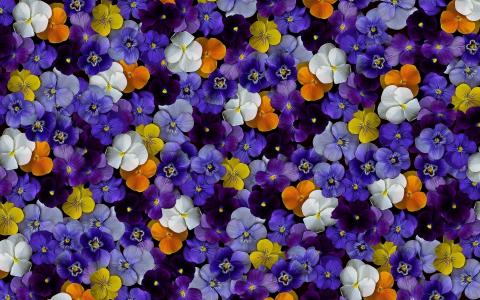许多，紫罗兰，鲜花，senopoly
