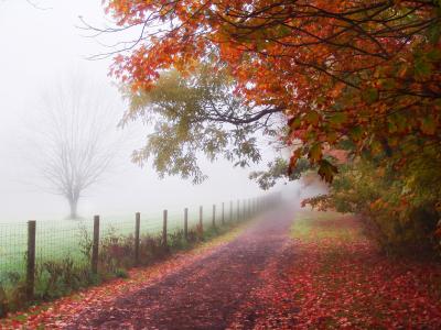 秋天，公园，路径，雾，篱笆，路径，男人