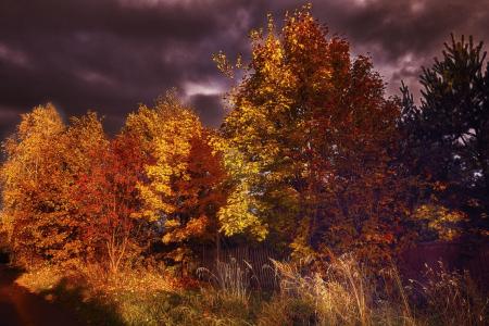 金叶，树木，紫色的天空，秋天，布拉托夫德米特里