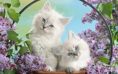 丁香小猫，雪白的颜色，蓝色的眼睛